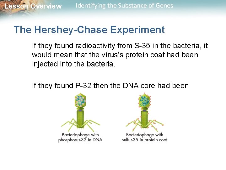 Lesson Overview Identifying the Substance of Genes The Hershey-Chase Experiment If they found radioactivity