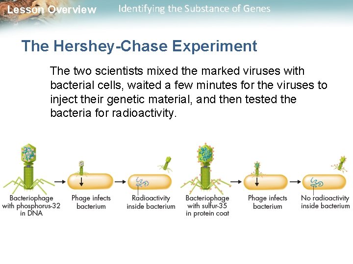 Lesson Overview Identifying the Substance of Genes The Hershey-Chase Experiment The two scientists mixed