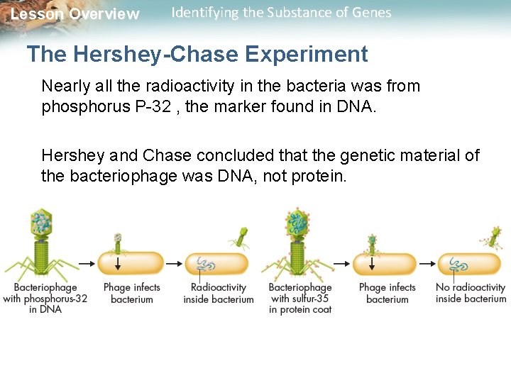 Lesson Overview Identifying the Substance of Genes The Hershey-Chase Experiment Nearly all the radioactivity