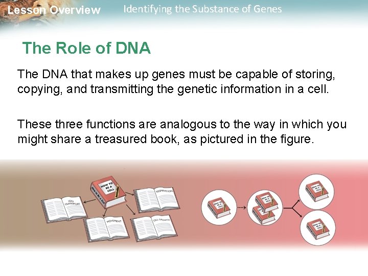 Lesson Overview Identifying the Substance of Genes The Role of DNA The DNA that