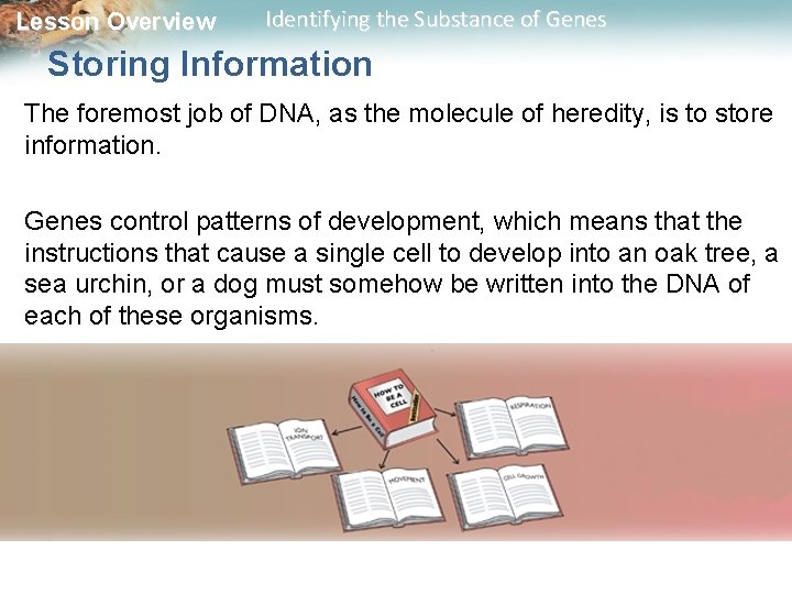 Lesson Overview Identifying the Substance of Genes Storing Information The foremost job of DNA,