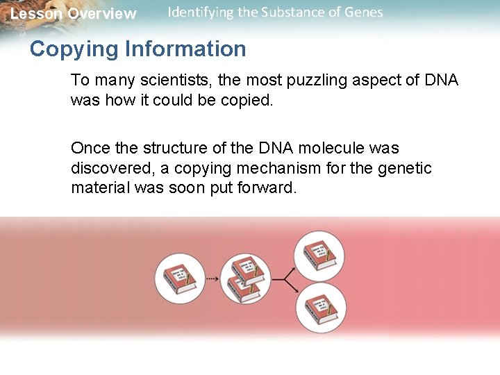 Lesson Overview Identifying the Substance of Genes Copying Information To many scientists, the most