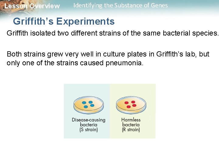 Lesson Overview Identifying the Substance of Genes Griffith’s Experiments Griffith isolated two different strains