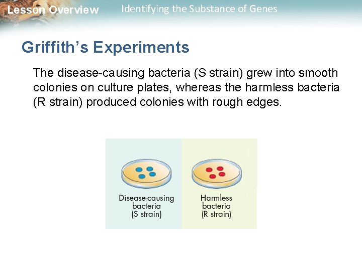 Lesson Overview Identifying the Substance of Genes Griffith’s Experiments The disease-causing bacteria (S strain)