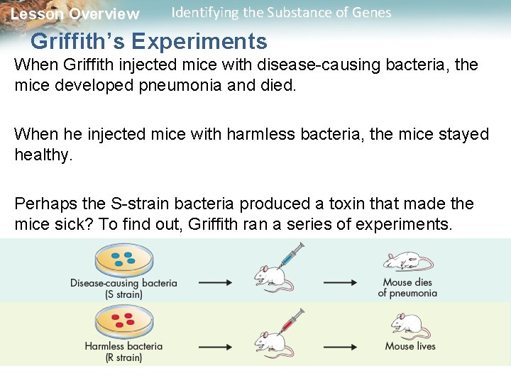 Lesson Overview Identifying the Substance of Genes Griffith’s Experiments When Griffith injected mice with