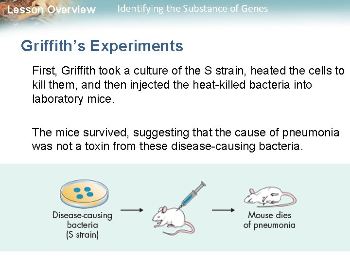 Lesson Overview Identifying the Substance of Genes Griffith’s Experiments First, Griffith took a culture