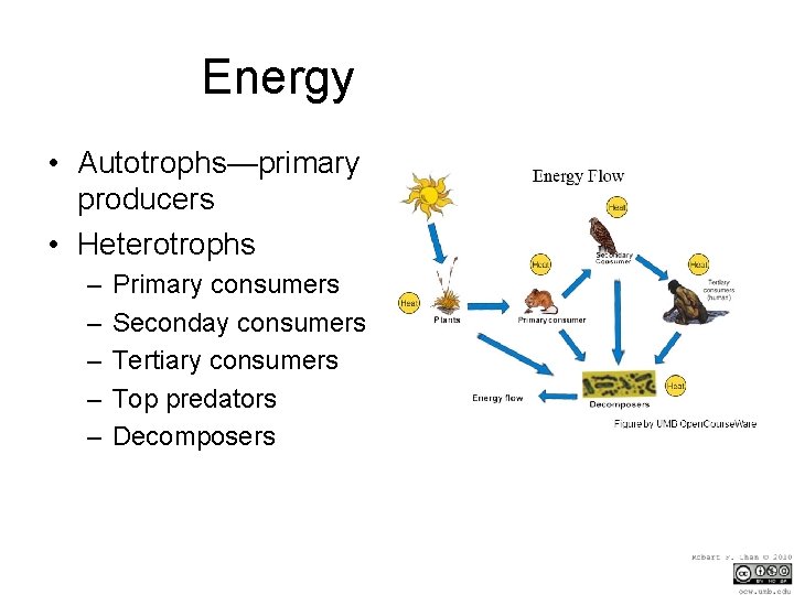Energy • Autotrophs—primary producers • Heterotrophs – – – Primary consumers Seconday consumers Tertiary