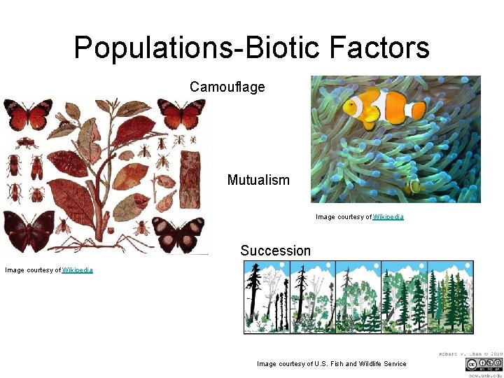 Populations-Biotic Factors Camouflage Mutualism Image courtesy of Wikipedia Succession Image courtesy of Wikipedia Image