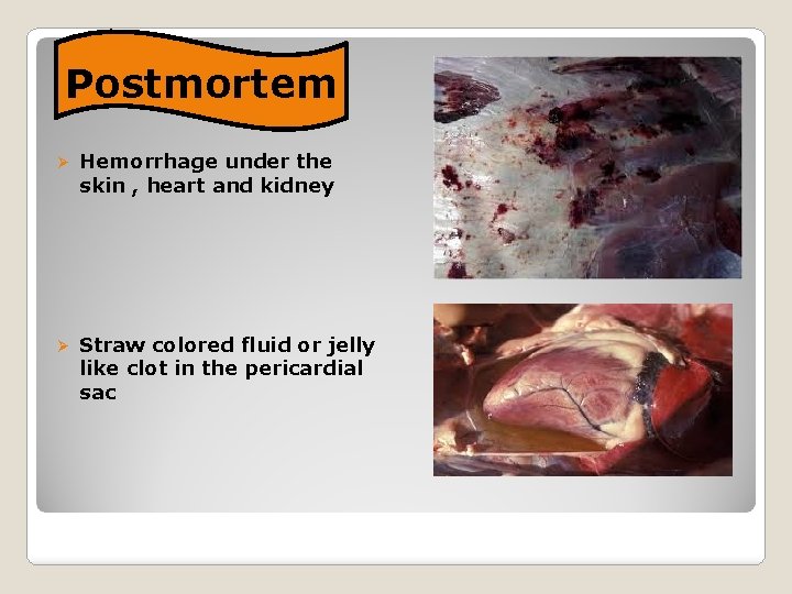 Postmortem Ø Hemorrhage under the skin , heart and kidney Ø Straw colored fluid