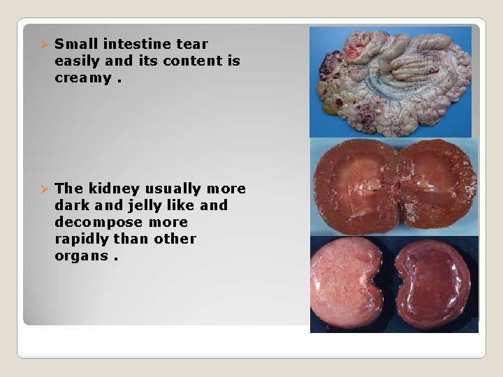 Ø Small intestine tear easily and its content is creamy. Ø The kidney usually