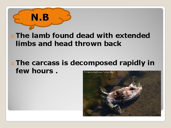 N. B o The lamb found dead with extended limbs and head thrown back