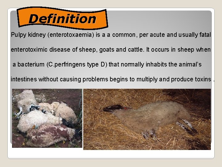 Definition Pulpy kidney (enterotoxaemia) is a a common, per acute and usually fatal enterotoximic