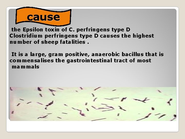 cause the Epsilon toxin of C. perfringens type D Clostridium perfringens type D causes