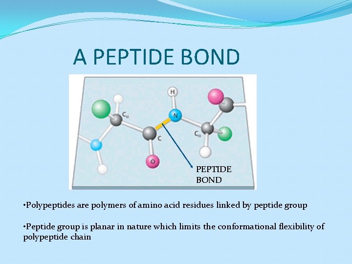 A PEPTIDE BOND • Polypeptides are polymers of amino acid residues linked by peptide