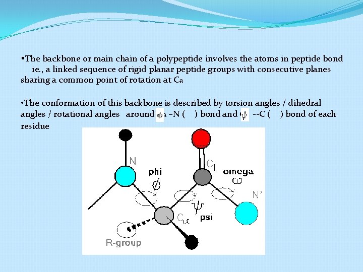 §The backbone or main chain of a polypeptide involves the atoms in peptide bond