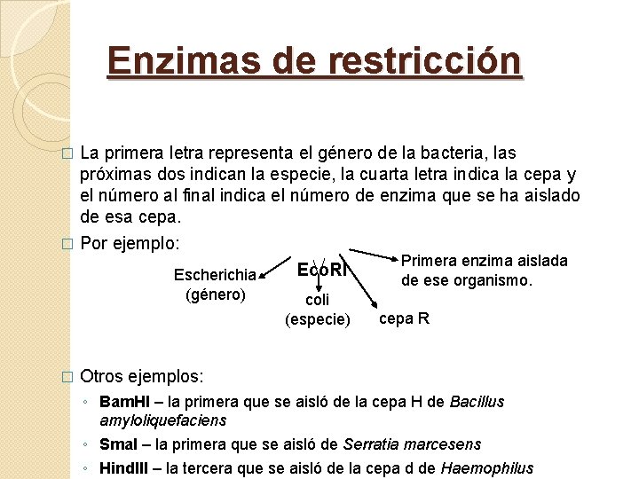 Enzimas de restricción La primera letra representa el género de la bacteria, las próximas