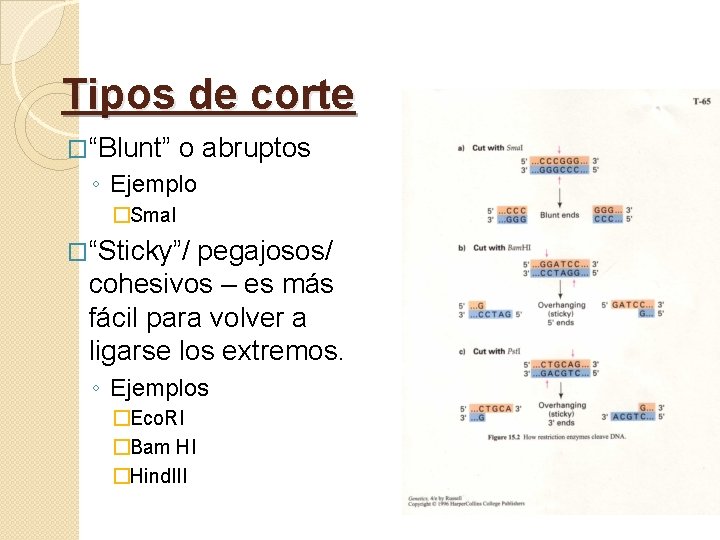 Tipos de corte �“Blunt” o abruptos ◦ Ejemplo �Sma. I �“Sticky”/ pegajosos/ cohesivos –
