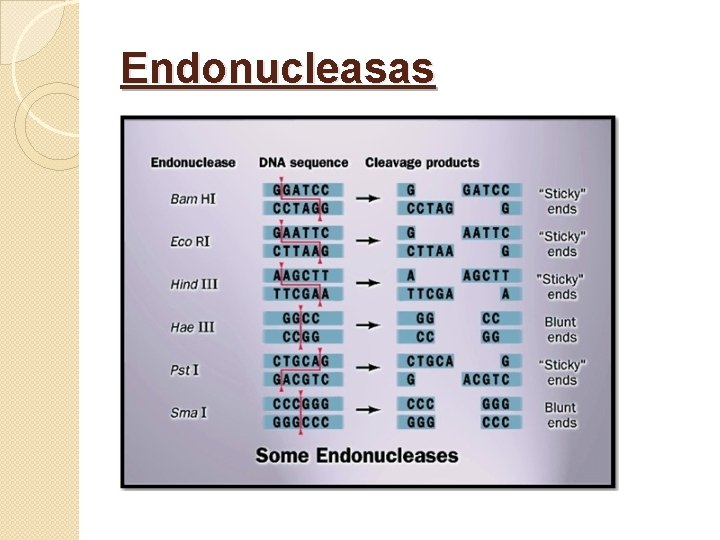 Endonucleasas 