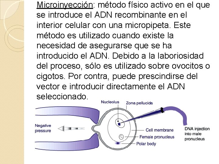 Microinyección: método físico activo en el que se introduce el ADN recombinante en el