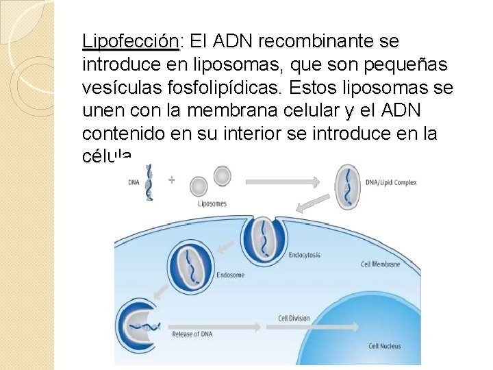Lipofección: El ADN recombinante se introduce en liposomas, que son pequeñas vesículas fosfolipídicas. Estos