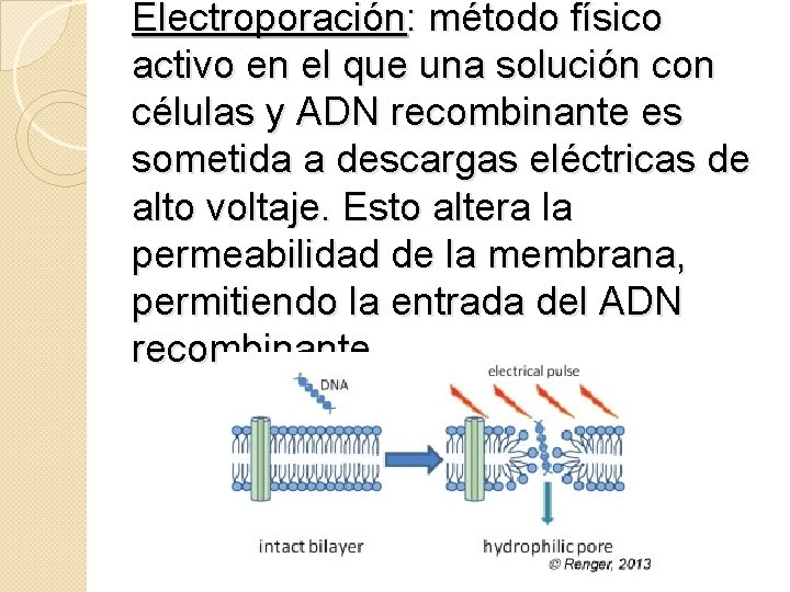 Electroporación: método físico activo en el que una solución con células y ADN recombinante