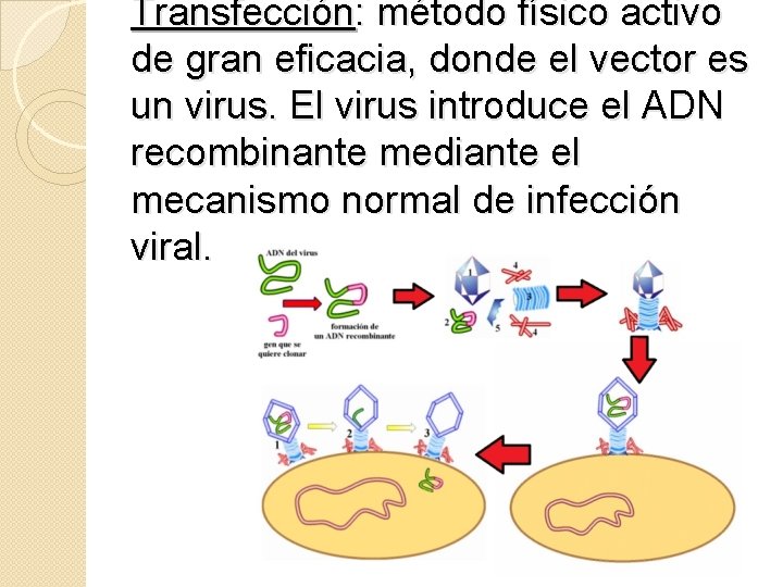 Transfección: método físico activo de gran eficacia, donde el vector es un virus. El