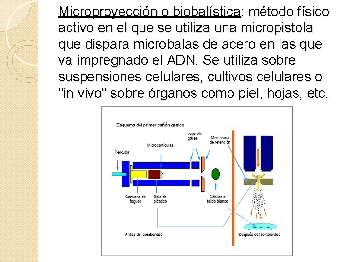 Microproyección o biobalística: método físico activo en el que se utiliza una micropistola que