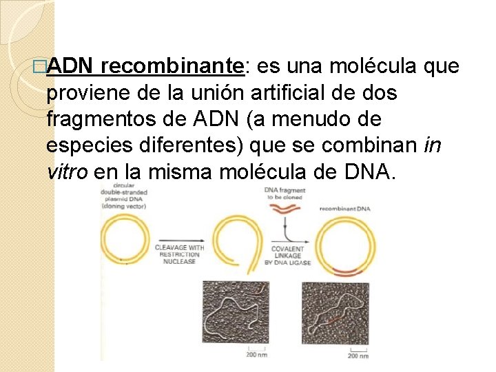 �ADN recombinante: es una molécula que proviene de la unión artificial de dos fragmentos