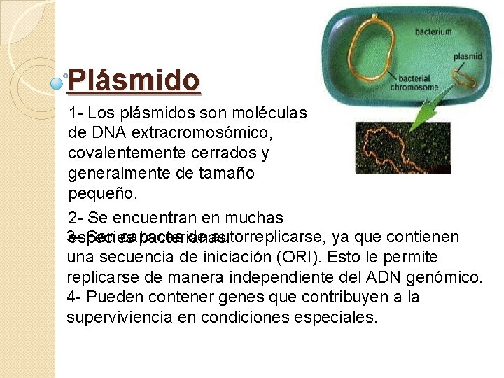 Plásmido 1 - Los plásmidos son moléculas de DNA extracromosómico, covalentemente cerrados y generalmente