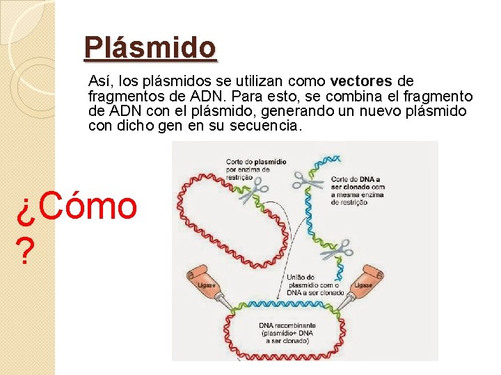 Plásmido Así, los plásmidos se utilizan como vectores de fragmentos de ADN. Para esto,