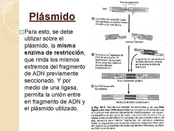 Plásmido � Para esto, se debe utilizar sobre el plásmido, la misma enzima de