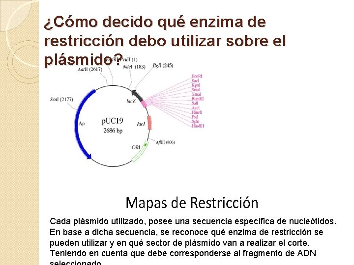 ¿Cómo decido qué enzima de restricción debo utilizar sobre el plásmido? Cada plásmido utilizado,