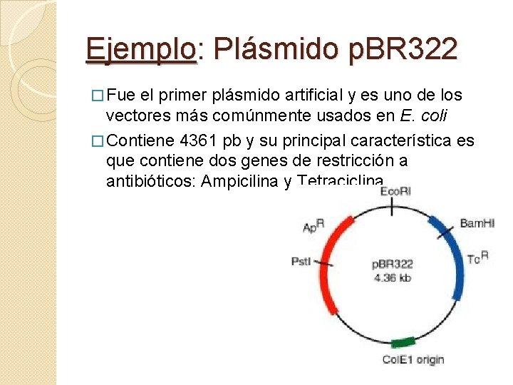 Ejemplo: Plásmido p. BR 322 � Fue el primer plásmido artificial y es uno