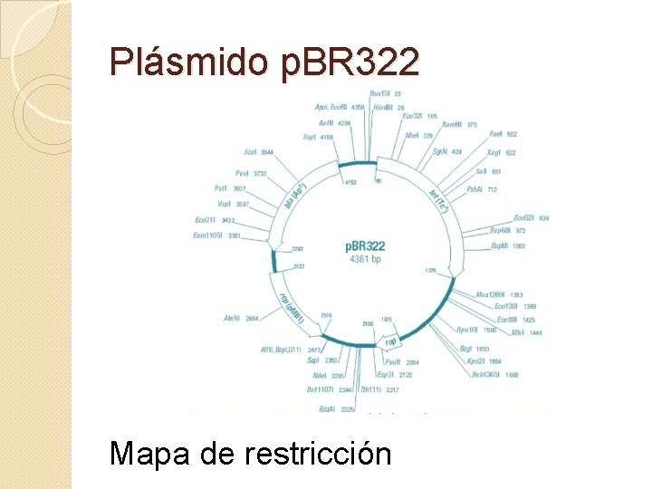 Plásmido p. BR 322 Mapa de restricción 
