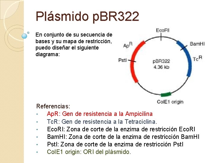 Plásmido p. BR 322 En conjunto de su secuencia de bases y su mapa
