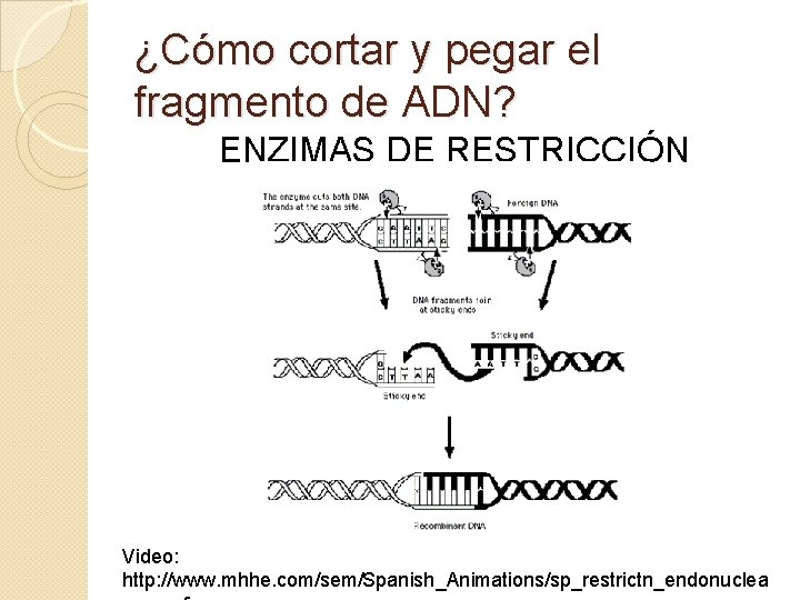 ¿Cómo cortar y pegar el fragmento de ADN? ENZIMAS DE RESTRICCIÓN Video: http: //www.