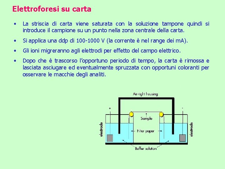 Elettroforesi su carta • La striscia di carta viene saturata con la soluzione tampone