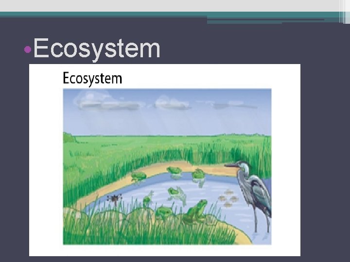  • Ecosystem 