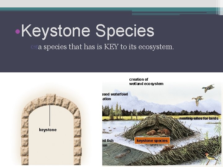  • Keystone Species a species that has is KEY to its ecosystem. creation