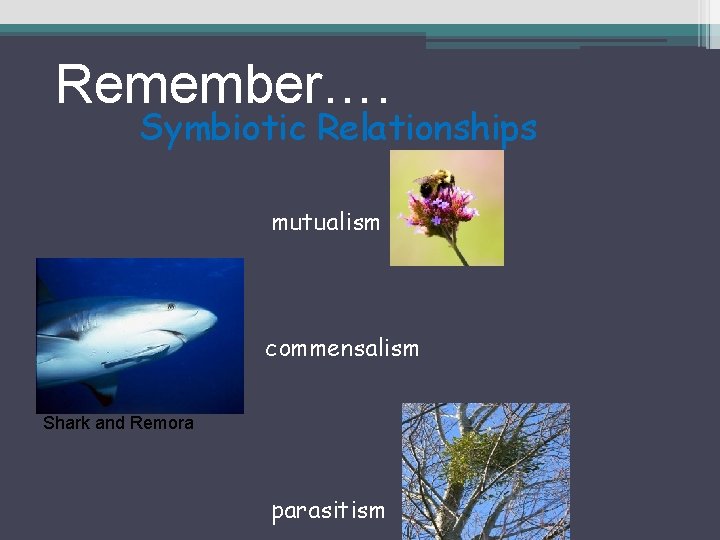 Remember…. Symbiotic Relationships mutualism commensalism Shark and Remora parasitism 