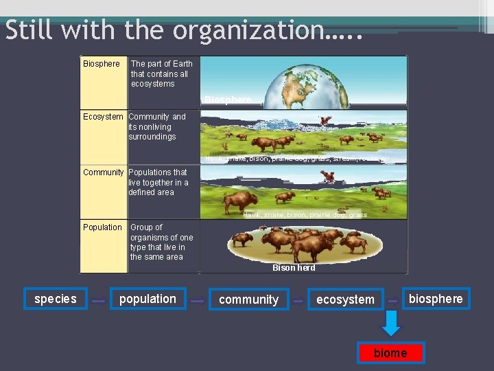 Still with the organization…. . Biosphere The part of Earth that contains all ecosystems