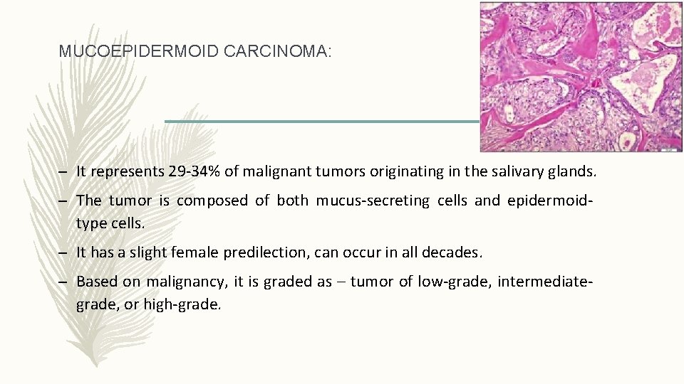 MUCOEPIDERMOID CARCINOMA: – It represents 29 -34% of malignant tumors originating in the salivary