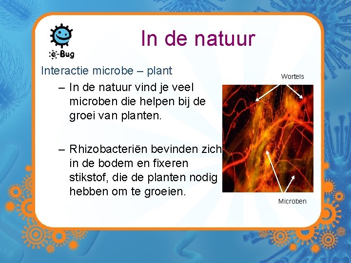 In de natuur Interactie microbe – plant – In de natuur vind je veel