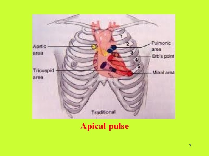 Apical pulse 7  Apical pulse 7