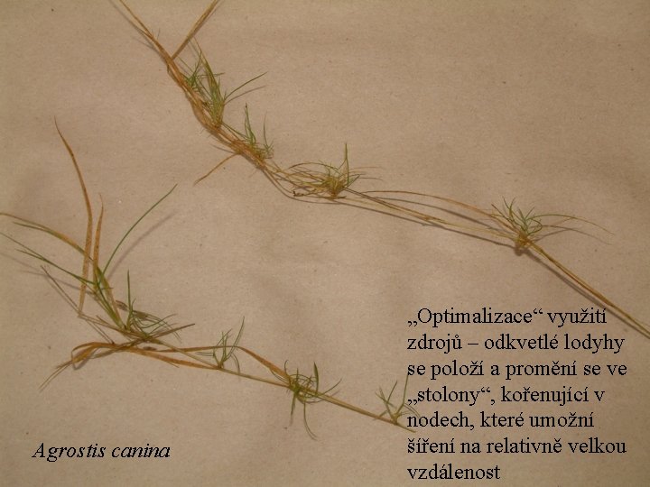 Agrostis canina „Optimalizace“ využití zdrojů – odkvetlé lodyhy se položí a promění se ve