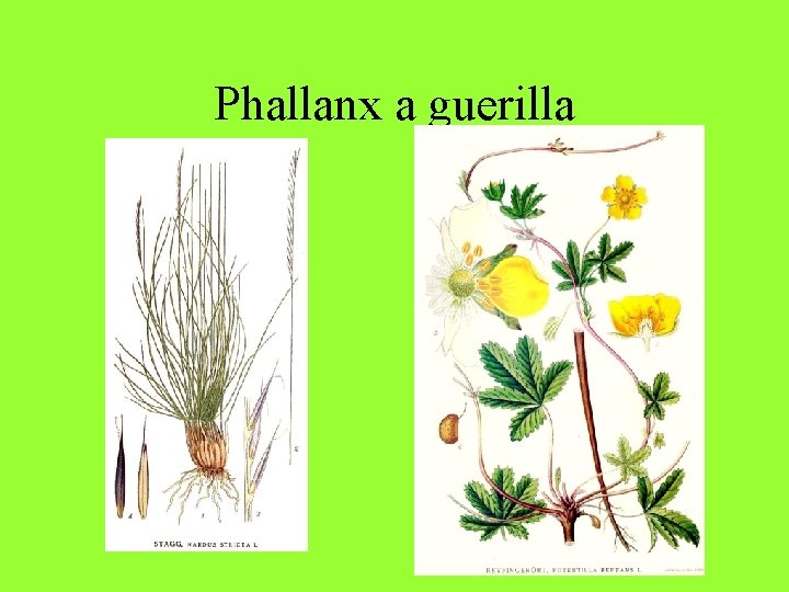 Phallanx a guerilla 