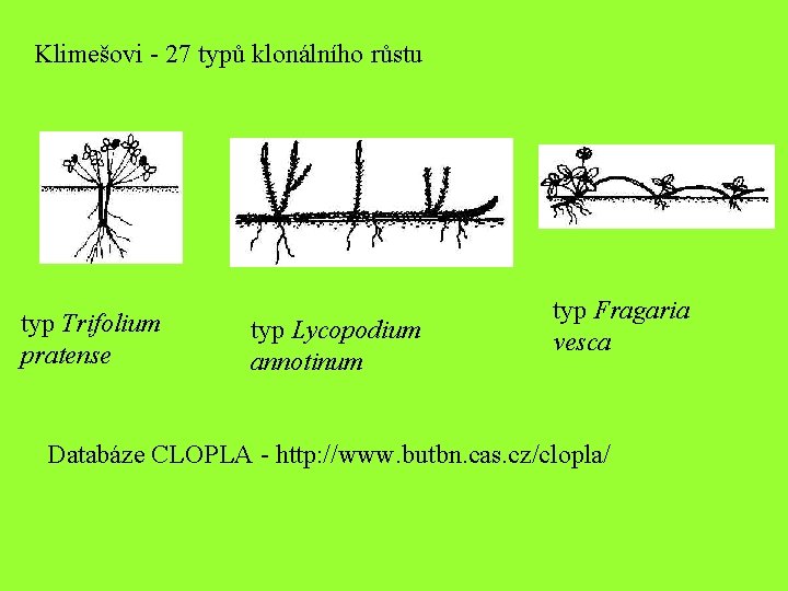 Klimešovi - 27 typů klonálního růstu typ Trifolium pratense typ Lycopodium annotinum typ Fragaria