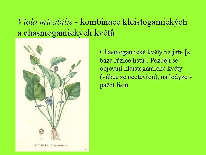 Viola mirabilis - kombinace kleistogamických a chasmogamických květů Chasmogamické květy na jaře [z baze