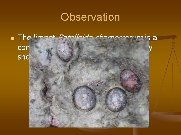 Observation n The limpet Patelloida chamorrorum is a common intertidal gastropod on rocky shores