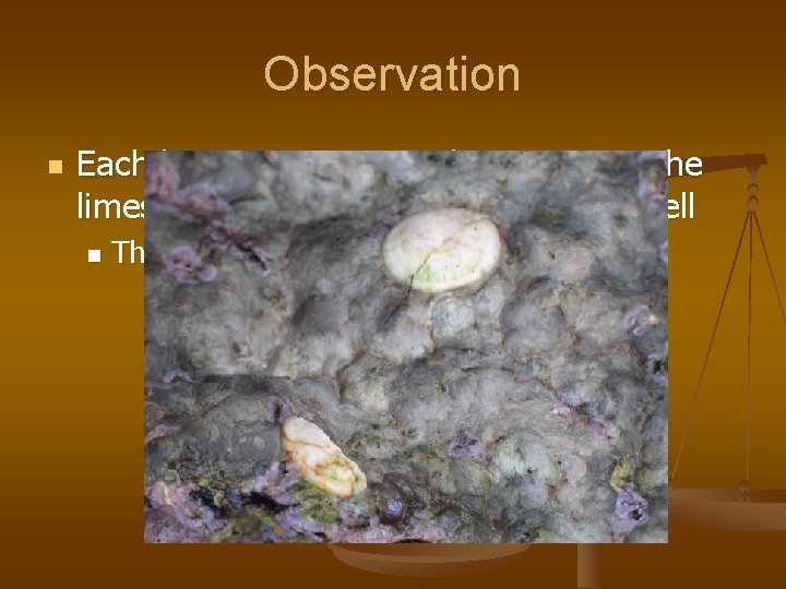 Observation n Each limpet occupies a depression in the limestone that fits the outline